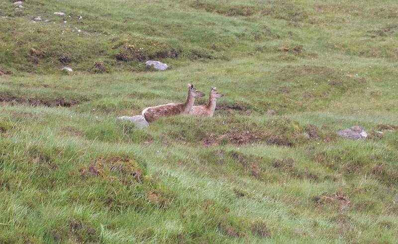 Red deer on the moorland of the Isle of Harris