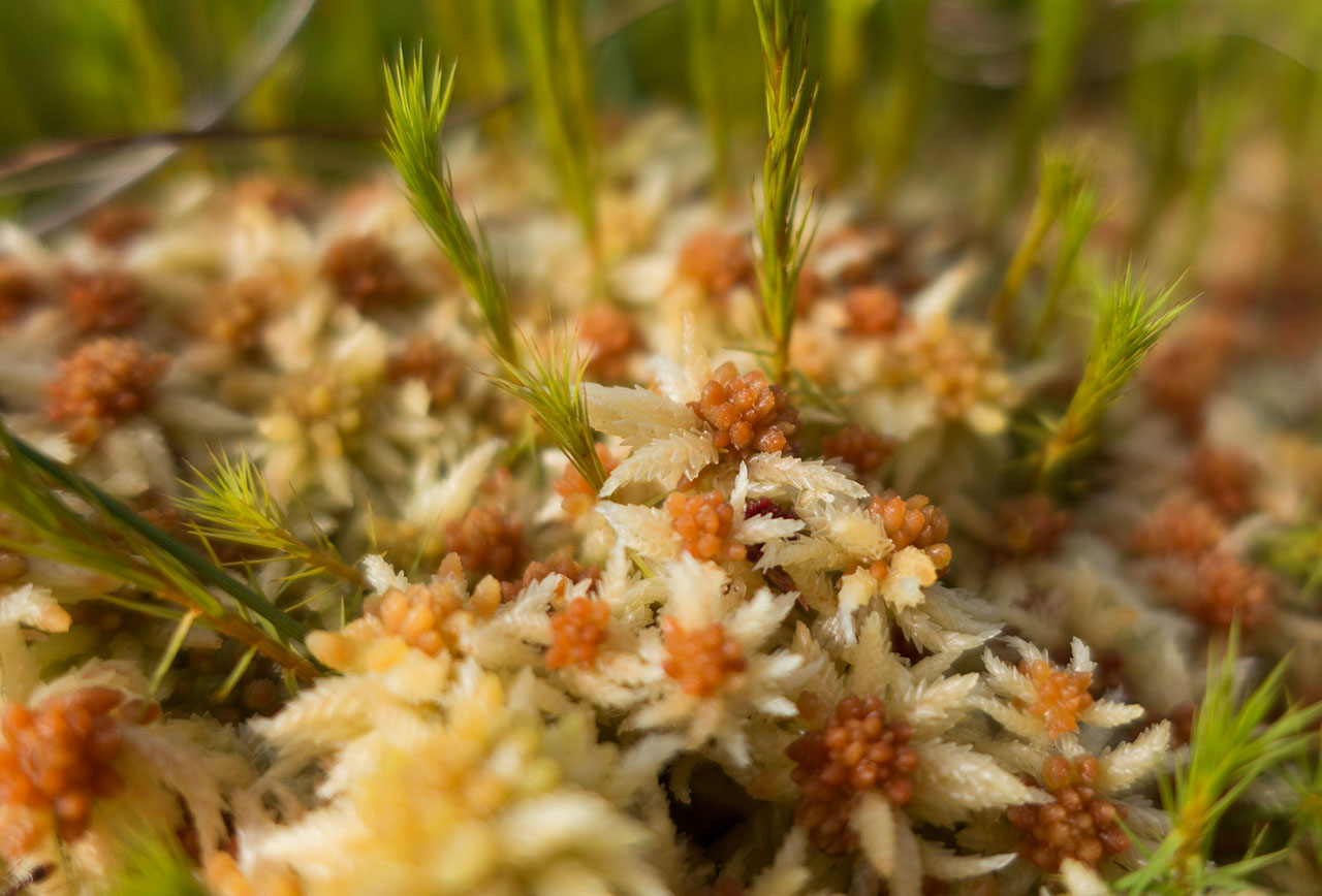 Sphagnum on the Isle of Lewis moorland