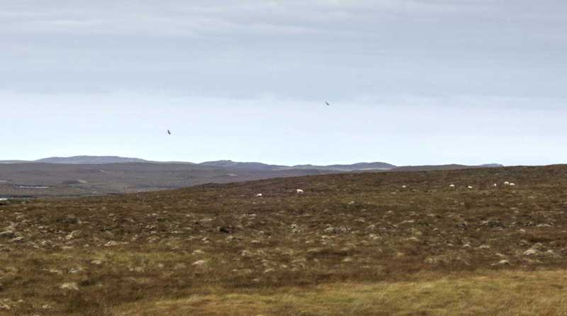 Eagles near Dollag's Cottage