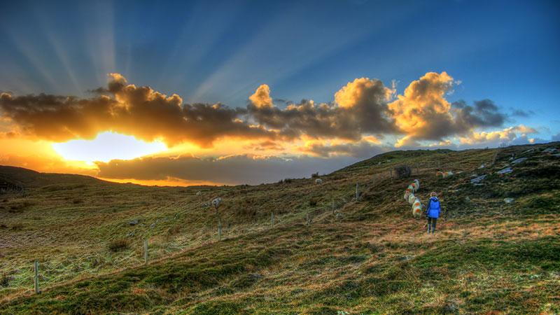 Working the sheep on the croft