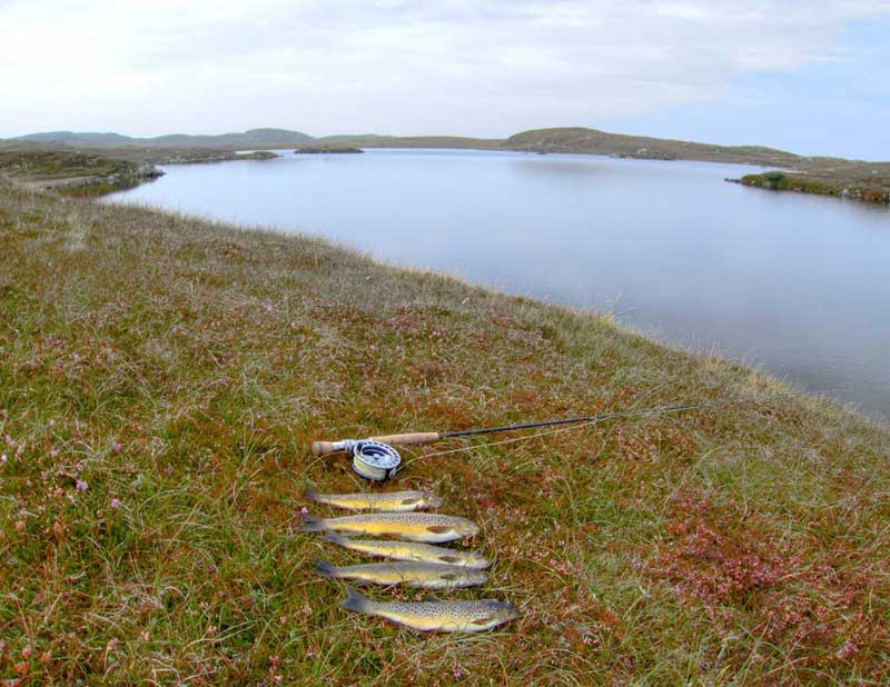 Trout from a loch close to Dollag's Cottage