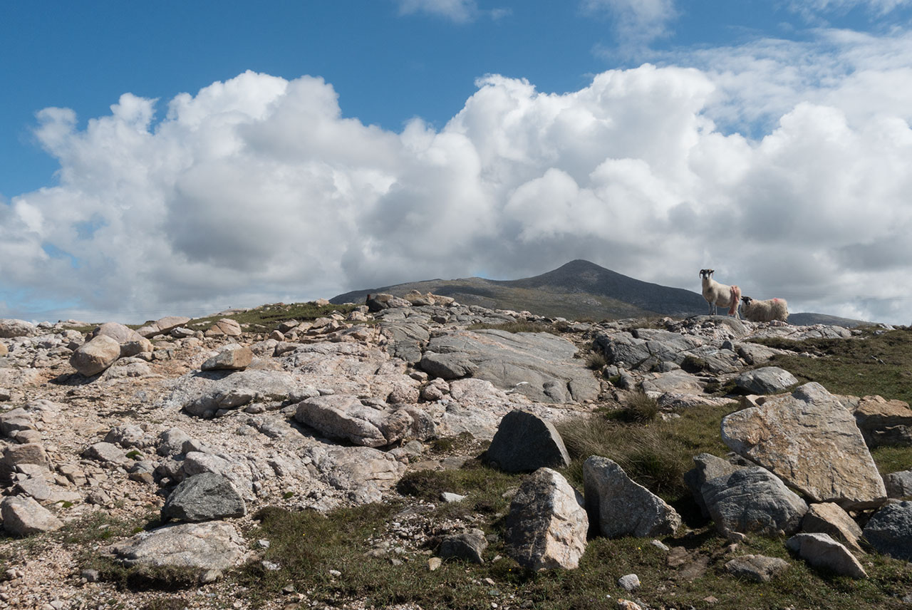 Sheep and hills in the Uig area of Lewis